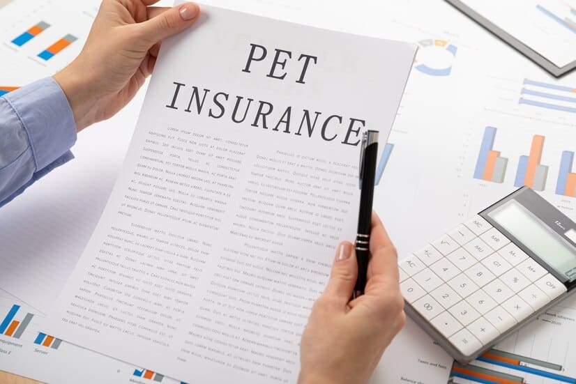 Different types of pet insurance coverage